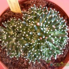 A photo of Mammillaria crinita ssp crinita fma. monstruosa