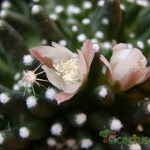 A photo of Mammillaria crinita ssp crinita fma. monstruosa
