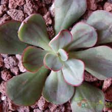 Una foto de Echeveria nodulosa