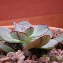 Una foto de Echeveria nodulosa