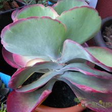 Una foto de Kalanchoe luciae ssp. luciae
