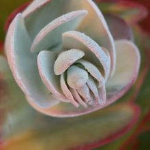 Una foto de Kalanchoe luciae ssp. luciae
