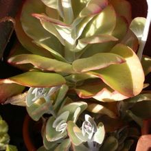 Una foto de Kalanchoe luciae ssp. luciae