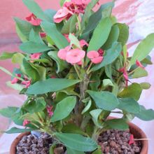 A photo of Euphorbia milii var. milii