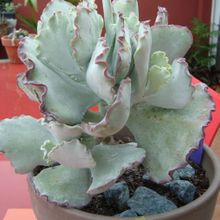 Una foto de Cotyledon orbiculata var. undulata