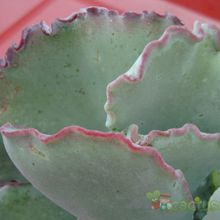 Una foto de Cotyledon orbiculata var. undulata