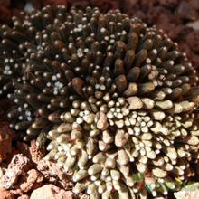 A photo of Mammillaria crinita ssp crinita fma. monstruosa
