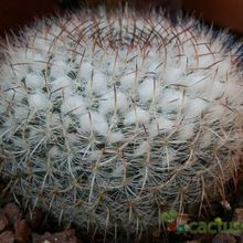 Una foto de Mammillaria hahniana ssp. woodsii