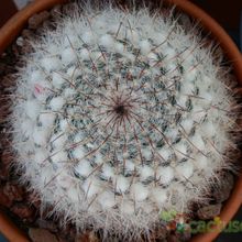 Una foto de Mammillaria hahniana ssp. woodsii