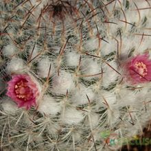 Una foto de Mammillaria hahniana ssp. woodsii