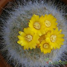 A photo of Parodia chrysacanthion
