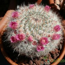 Una foto de Mammillaria hahniana ssp. woodsii