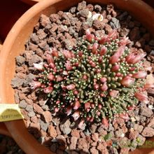 A photo of Mammillaria crinita ssp crinita fma. monstruosa