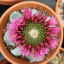 A photo of Mammillaria spinosissima fma. unpico