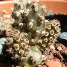 A photo of Tephrocactus molinensis