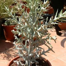 Una foto de Euphorbia stenoclada
