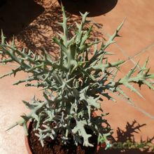 Una foto de Euphorbia stenoclada