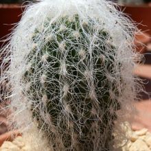 A photo of Cephalocereus senilis