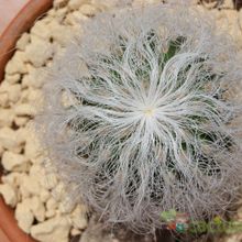 A photo of Cephalocereus senilis