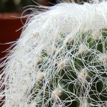 A photo of Cephalocereus senilis