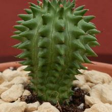 Una foto de Euphorbia susannae