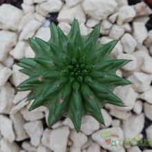 Una foto de Euphorbia susannae