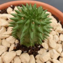 Una foto de Euphorbia susannae