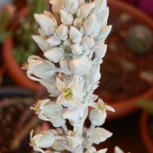 Una foto de Kalanchoe luciae ssp. luciae