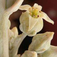 Una foto de Kalanchoe luciae ssp. luciae