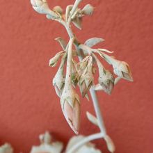 Una foto de Cotyledon orbiculata var. undulata