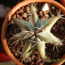 Una foto de Stenocereus pruinosus