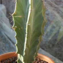Una foto de Stenocereus pruinosus