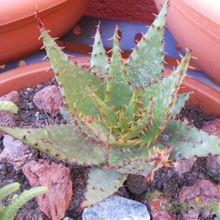 A photo of Aloe broomii