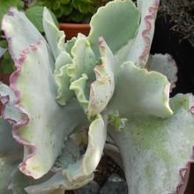 Una foto de Cotyledon orbiculata var. undulata