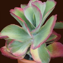 Una foto de Kalanchoe luciae ssp. luciae