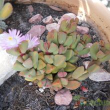 A photo of Gibbaeum petrense