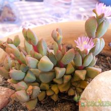 A photo of Gibbaeum petrense