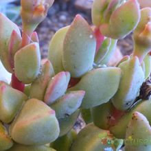 A photo of Gibbaeum petrense