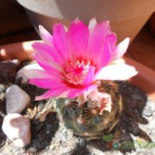 A photo of Thelocactus bicolor ssp. schwarzii