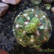 A photo of Thelocactus bicolor ssp. schwarzii