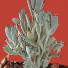 A photo of Kalanchoe tomentosa