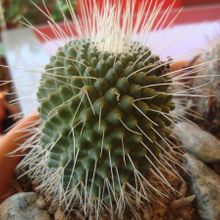 A photo of Mammillaria spinosissima fma. unpico
