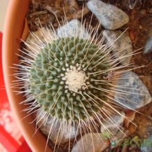 A photo of Mammillaria spinosissima fma. unpico