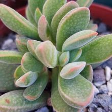 Una foto de Crassula ausensis