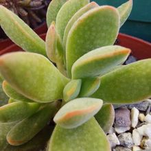 Una foto de Crassula ausensis