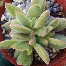 Una foto de Crassula ausensis