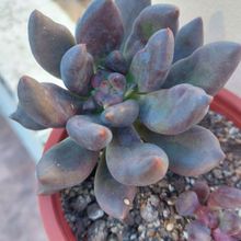 A photo of Graptoveria x Royal Flush (Graptopetalum amethystinum x Echeveria affinis)
