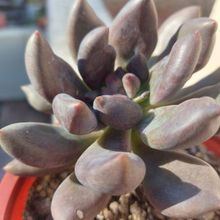 A photo of Graptoveria x Royal Flush (Graptopetalum amethystinum x Echeveria affinis)