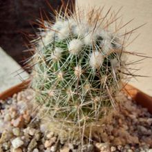 Una foto de Stenocactus vaupelianus