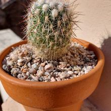 Una foto de Stenocactus vaupelianus